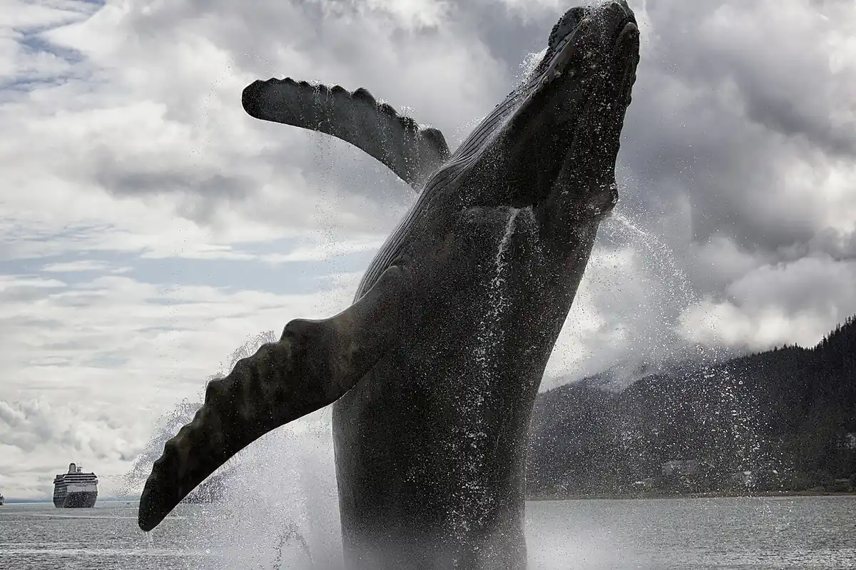 A humpback whale breaching off the Alaska coast