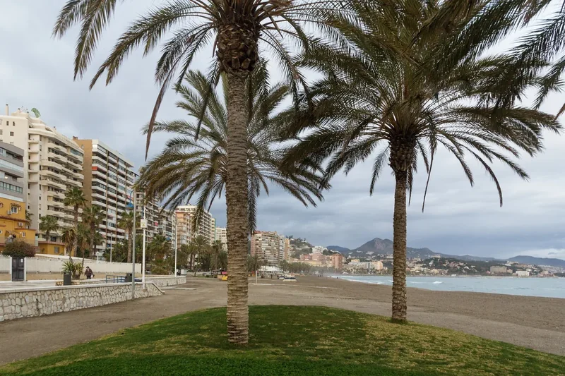 Palm trees along the Playa de la Malagueta in Málaga