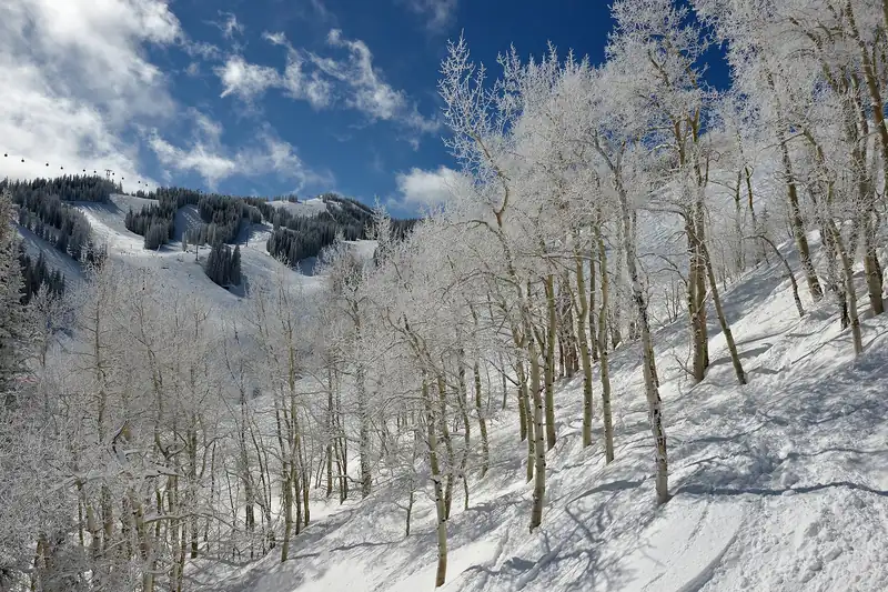 Frost-covered aspens and the gondola on Aspen Mountain
