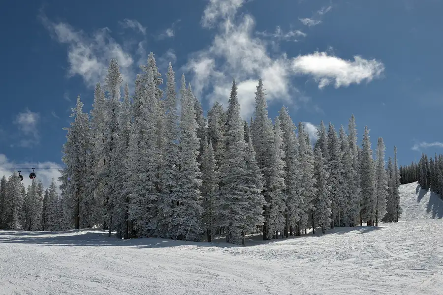 Frost-covered firs beside the gondola line