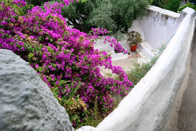 Pink bougainvillea over a whitewashed stair wall in Anafiotika