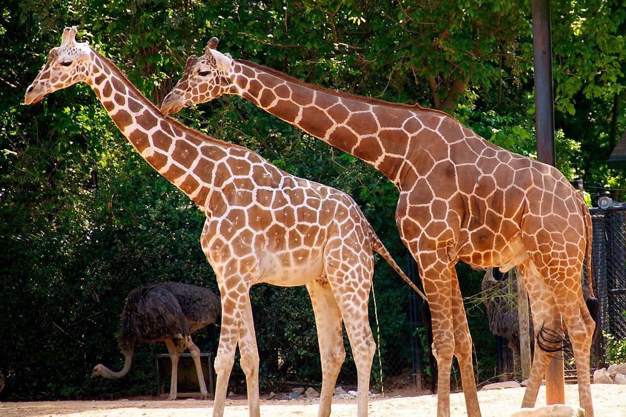 Giraffes on the African Savanna at Zoo Atlanta