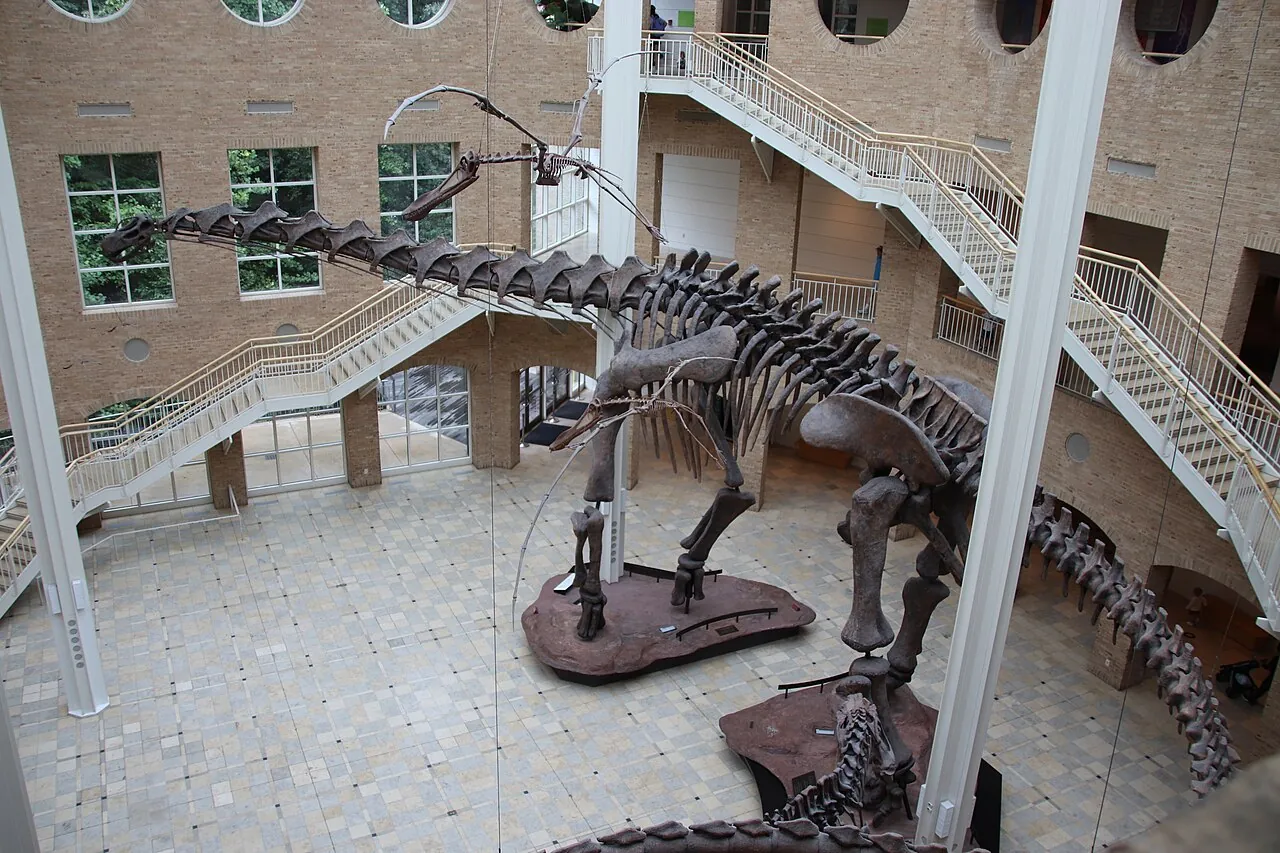 The Argentinosaurus skeleton in Fernbank Museum's atrium