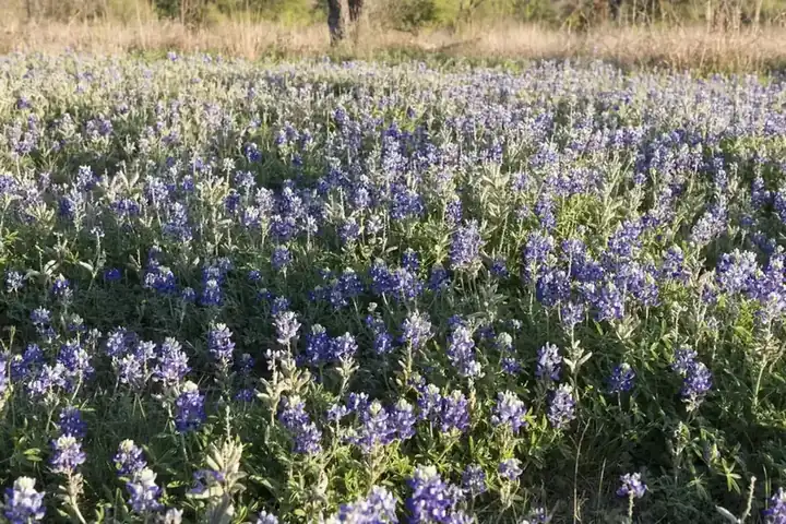 Texas bluebonnets in bloom