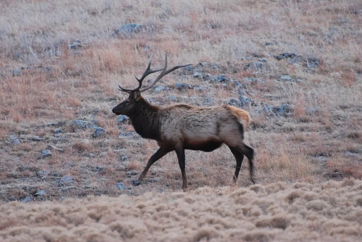 A Rocky Mountain elk in the Wind Cave prairie