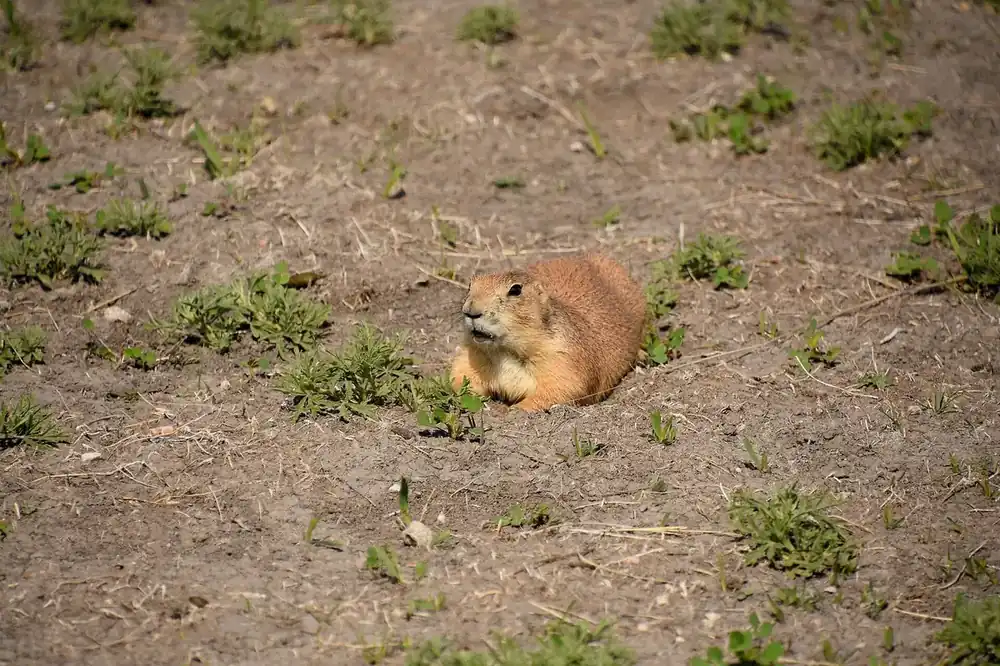 A prairie dog at its burrow