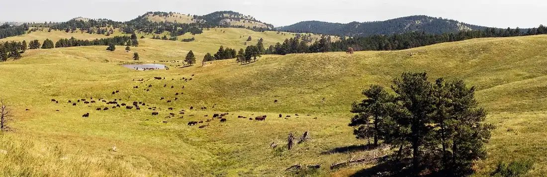 Bison herd on the Custer State Park prairie