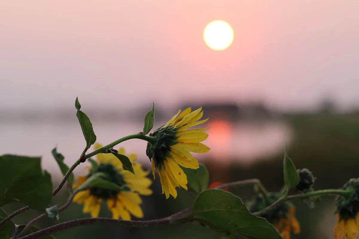 Sunrise over South Dakota prairie