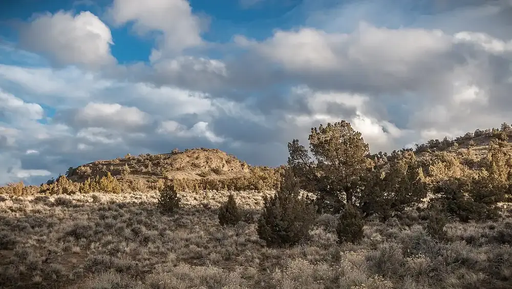 Juniper and sagebrush in Oregon's high desert