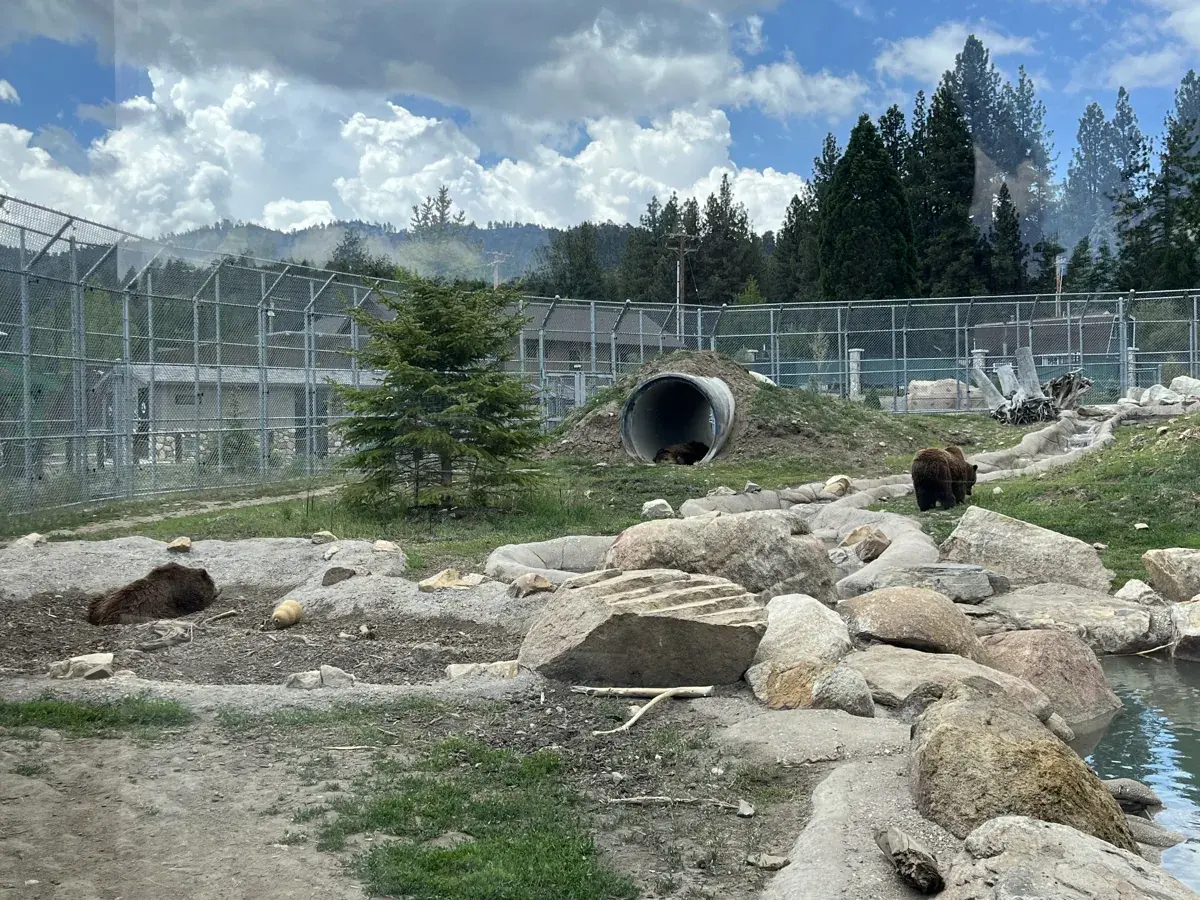 A grizzly bear habitat of granite boulders and grass under pines at the Big Bear Alpine Zoo