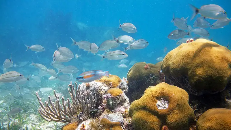 A coral reef with schools of fish in the Florida Keys