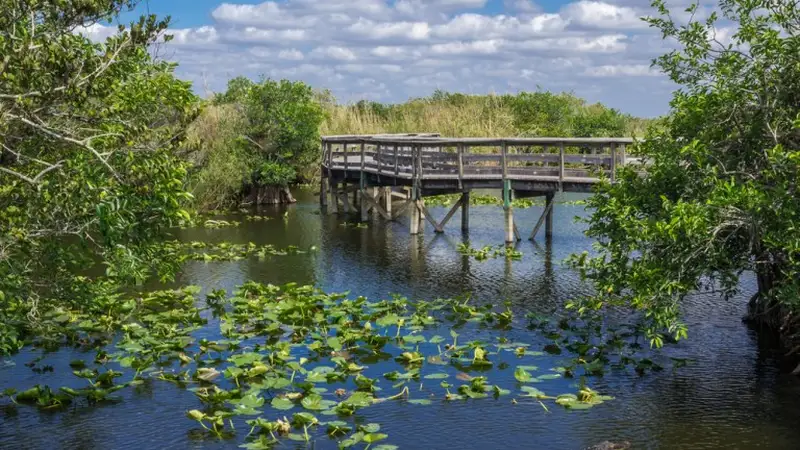 The Anhinga Trail boardwalk with an alligator in the slough