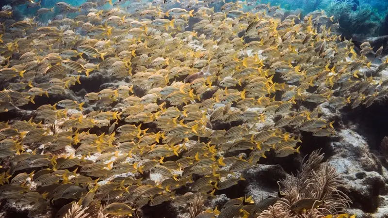 A school of yellowtail snappers over a coral reef