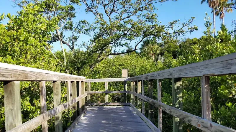 A wooden boardwalk through a Florida mangrove forest