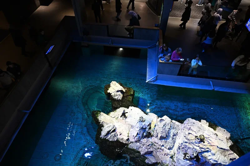 African penguins on rocks in a blue pool at the New England Aquarium, seen from above