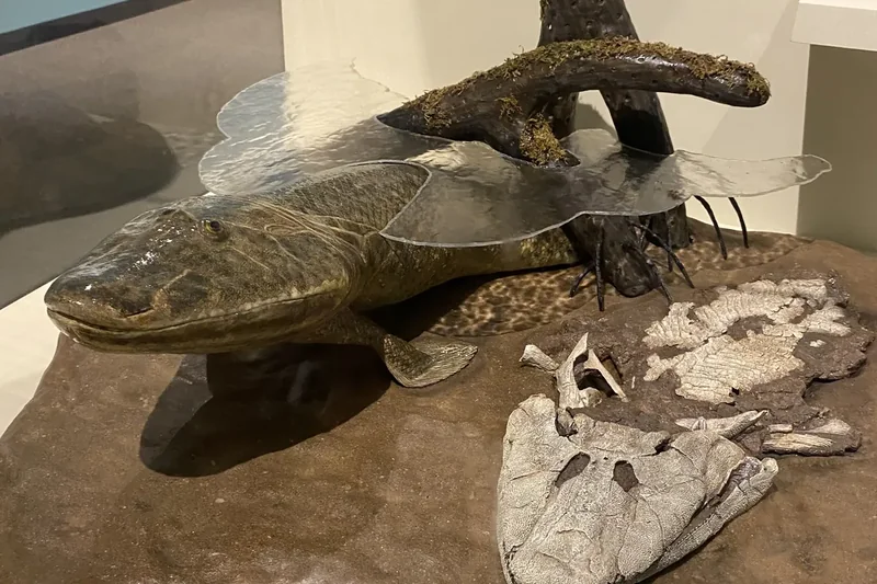 A model of the fossil fish Tiktaalik on display at the Harvard Museum of Natural History
