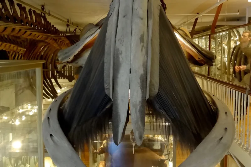 A large whale skeleton hanging in a gallery at the Harvard Museum of Natural History