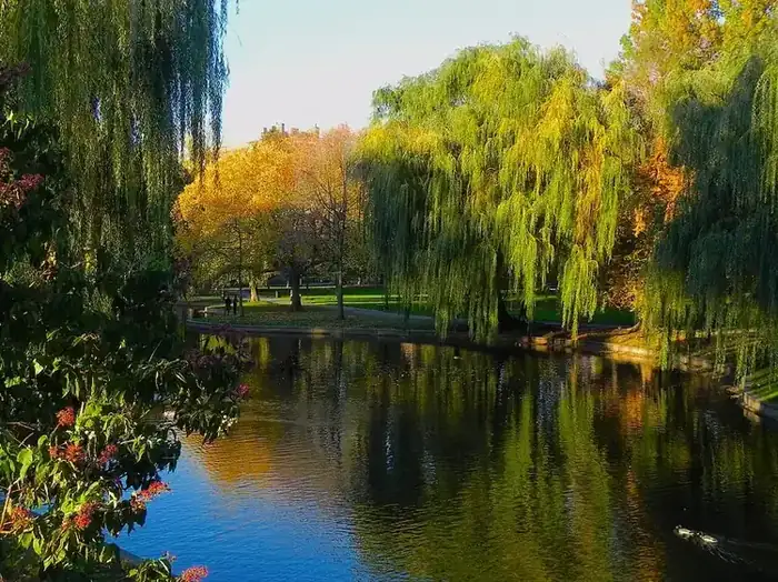 The Public Garden lagoon with weeping willows in autumn