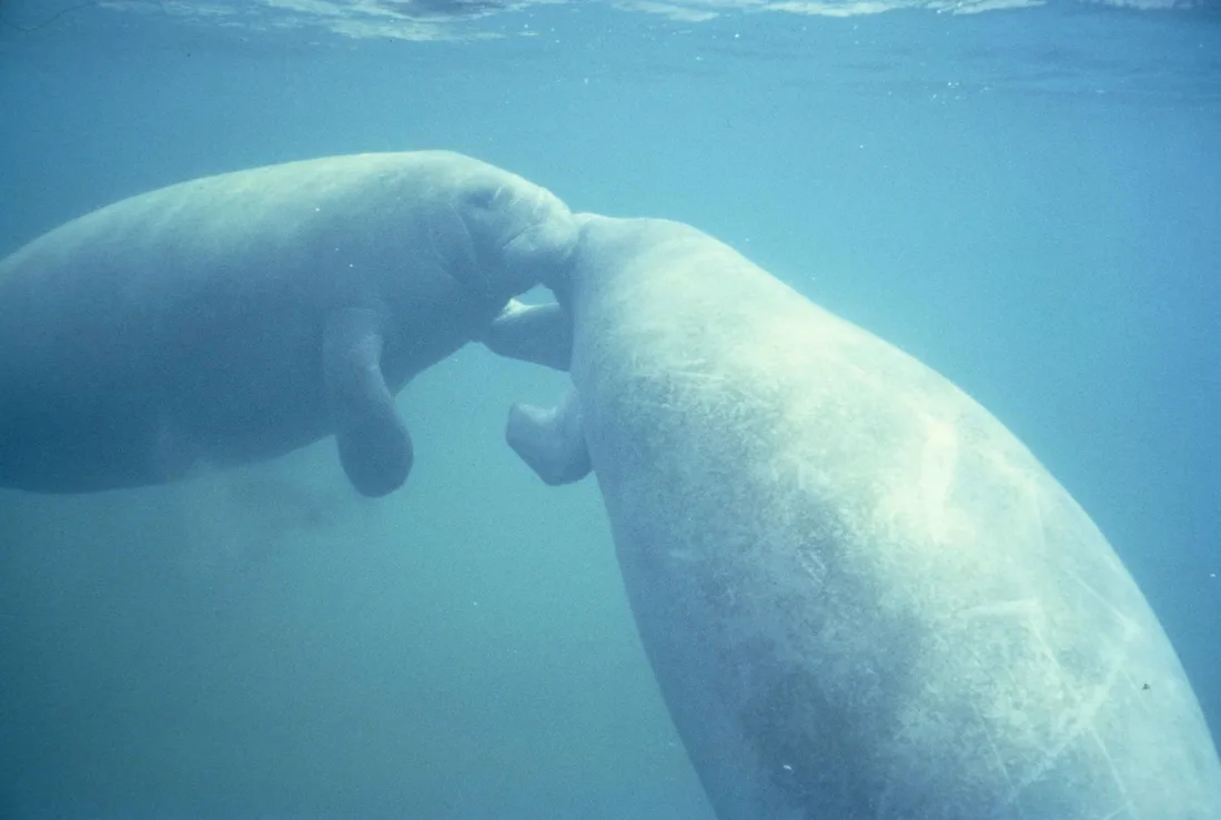 Two West Indian manatees surfacing together