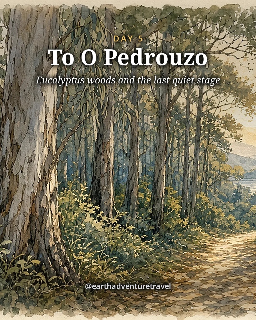 Illustration: a shady path through tall eucalyptus and pine forest with dappled light, illustrated day card for Day 5