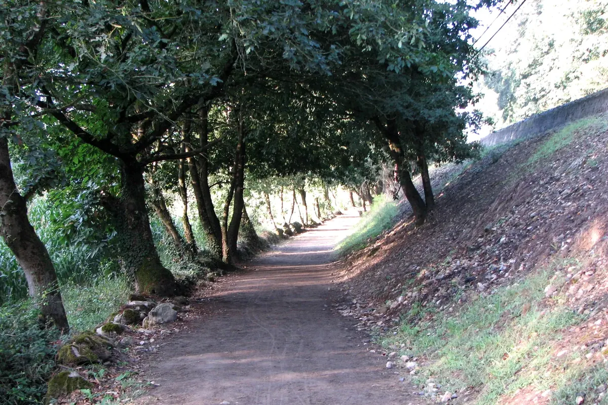 A Camino lane near Sarria between stone walls and trees