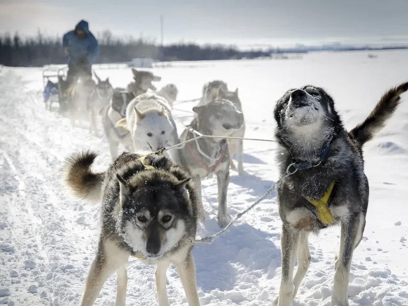 A team of huskies pulling a sled across open snow in Alberta, with a musher standing behind