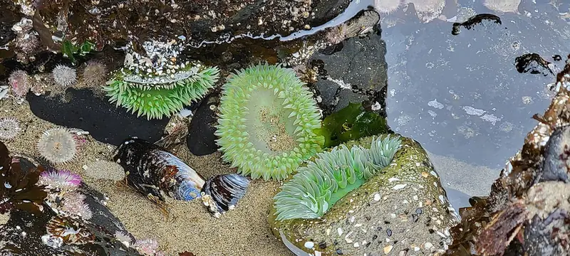 Tide pools at the base of Haystack Rock