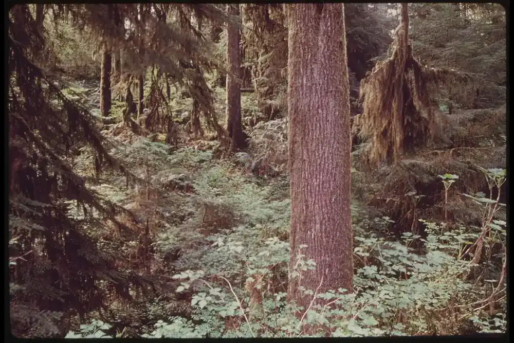 Old-growth Sitka spruce forest, Oregon coast