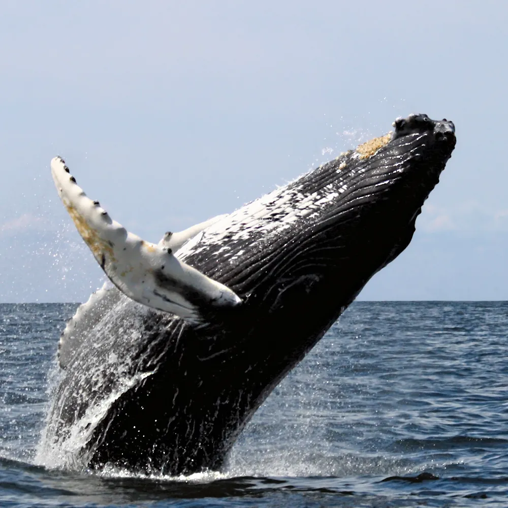 Humpback whale breaching at Stellwagen Bank