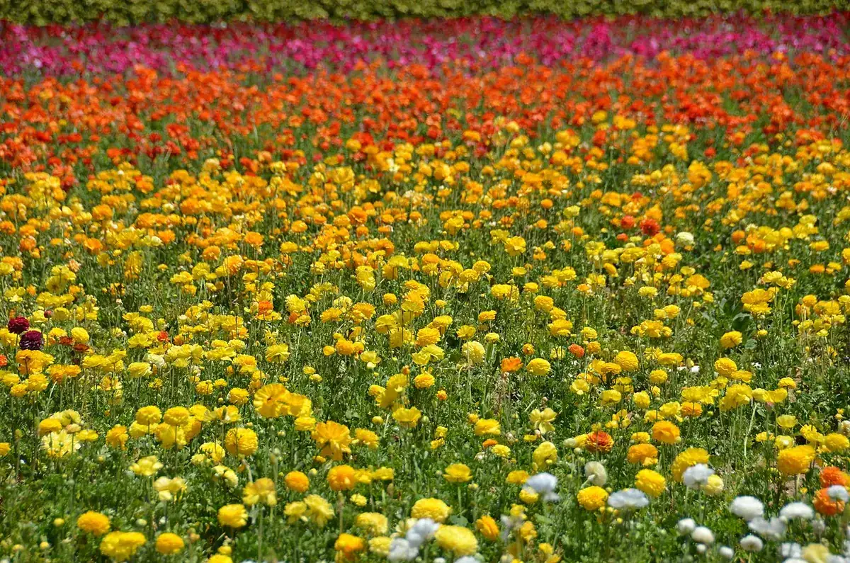 Ranunculus rows at the Flower Fields above the Pacific