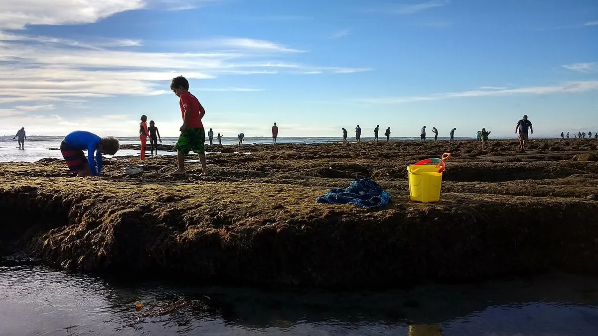 Kids exploring tide pools at low tide
