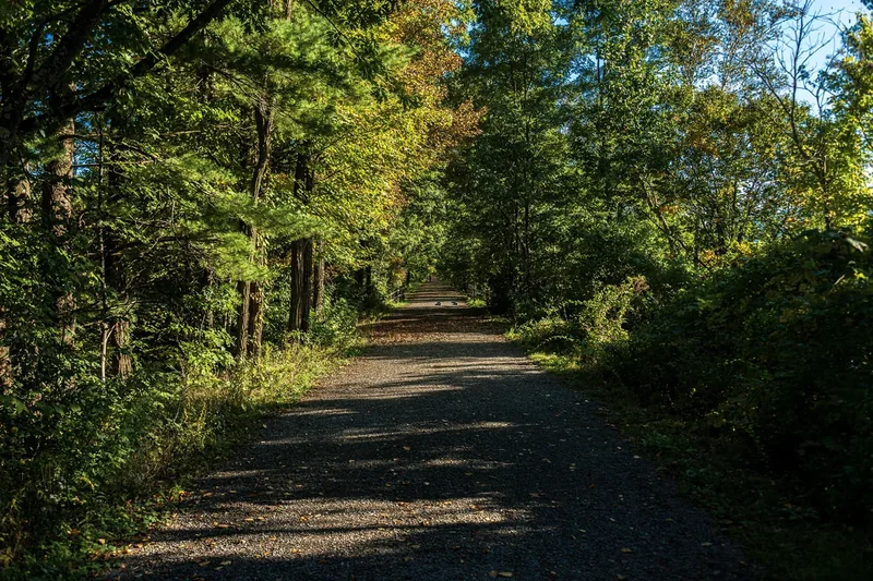 A straight gravel path through autumn woods on the Ashokan Rail Trail near Boiceville