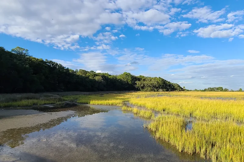 Salt marsh along Fish Haul Creek on Hilton Head Island, green grass and a winding channel