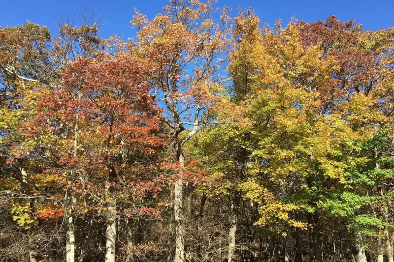 Autumn trees in red, orange and yellow against a clear blue sky at Crescent Rock Overlook on Skyline Drive