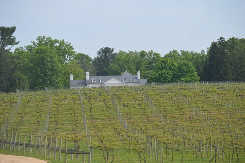 Rows of vines on a Virginia hillside near Cobham, with wooded hills behind