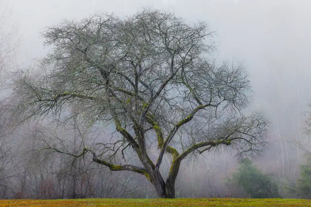 Misty forest morning in Potter County
