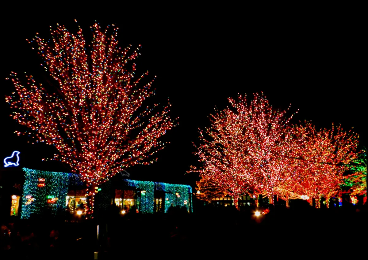 Trees wrapped in colored lights along a path at Lincoln Park Zoo during ZooLights