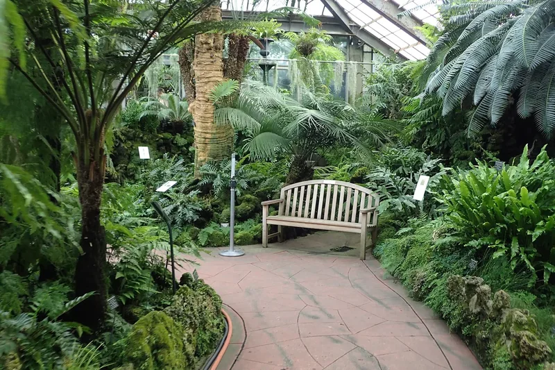 A brick path and a bench among palms and ferns inside the Lincoln Park Conservatory