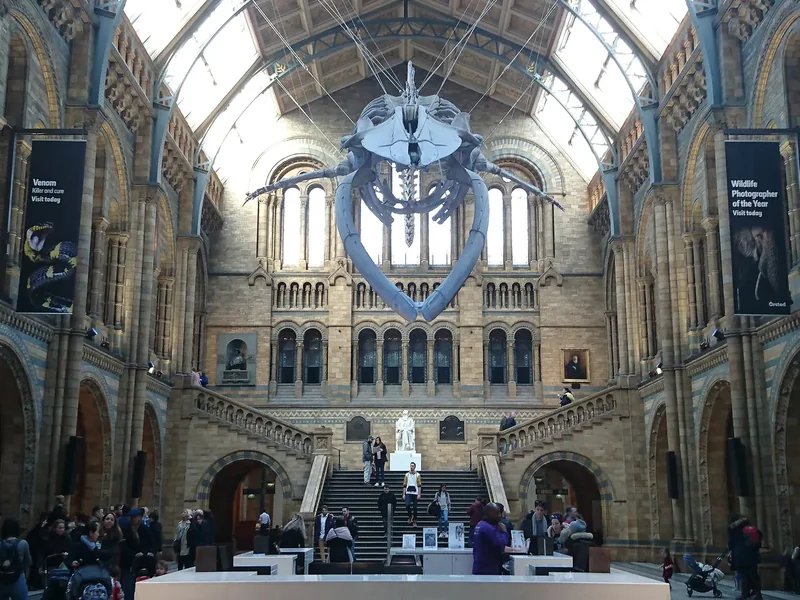 Hintze Hall in the Natural History Museum, with a blue whale skeleton hanging under the arched roof