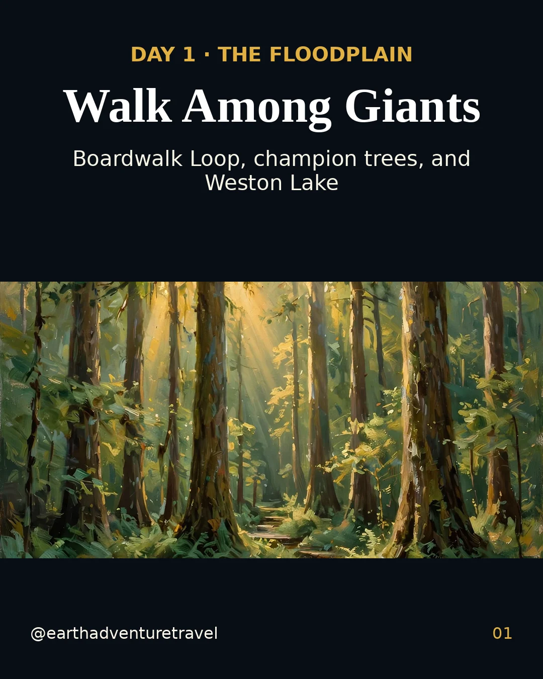 Day 1 graphic: towering pines and the boardwalk in Congaree