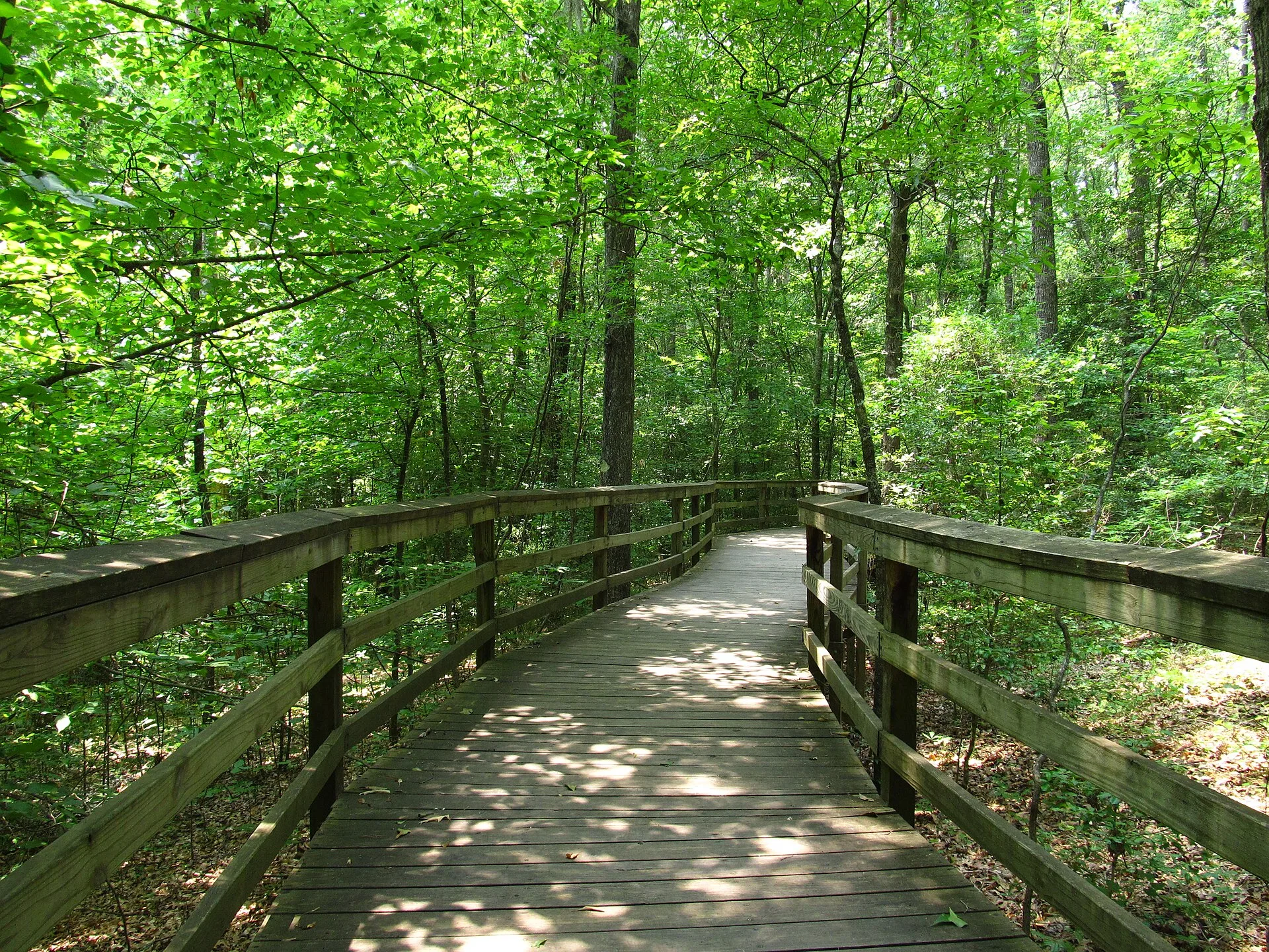 Old-growth forest in Congaree