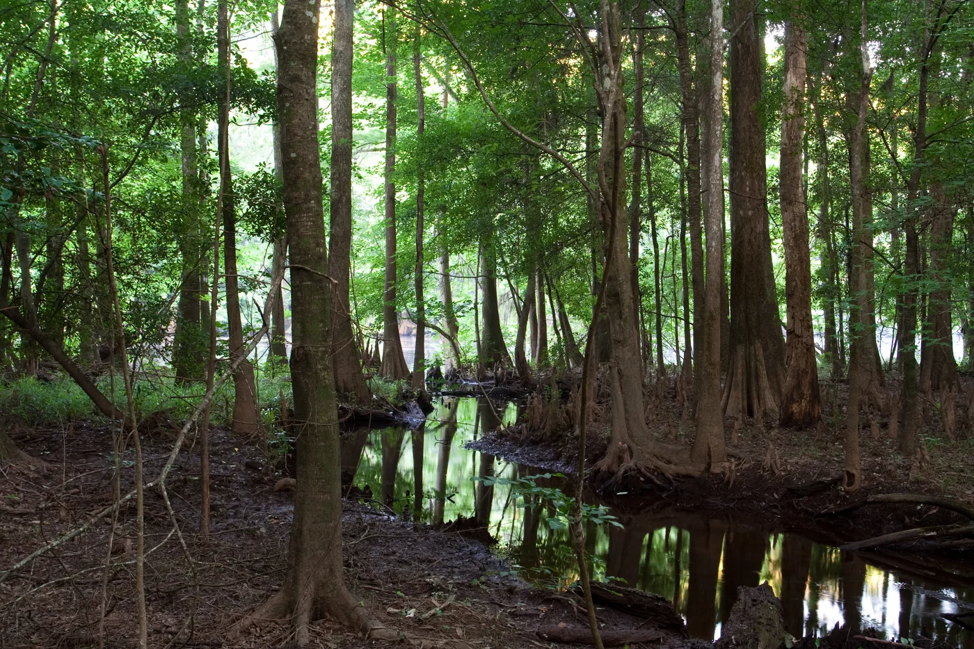 Cedar Creek in Congaree