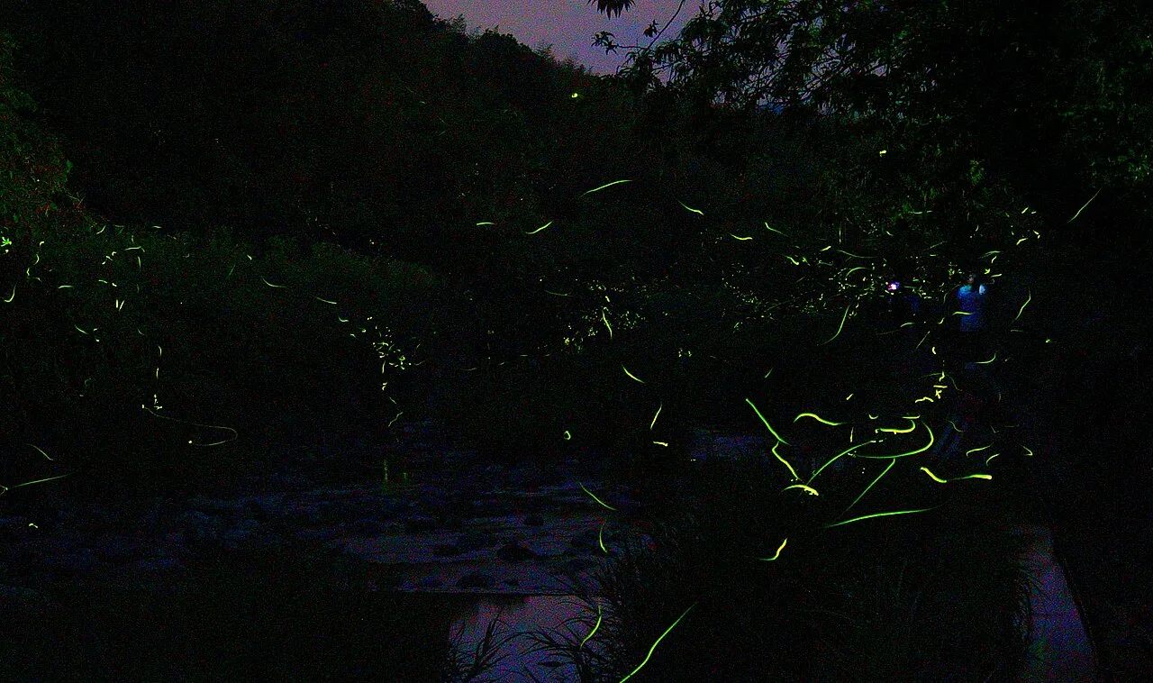 Firefly light trails
