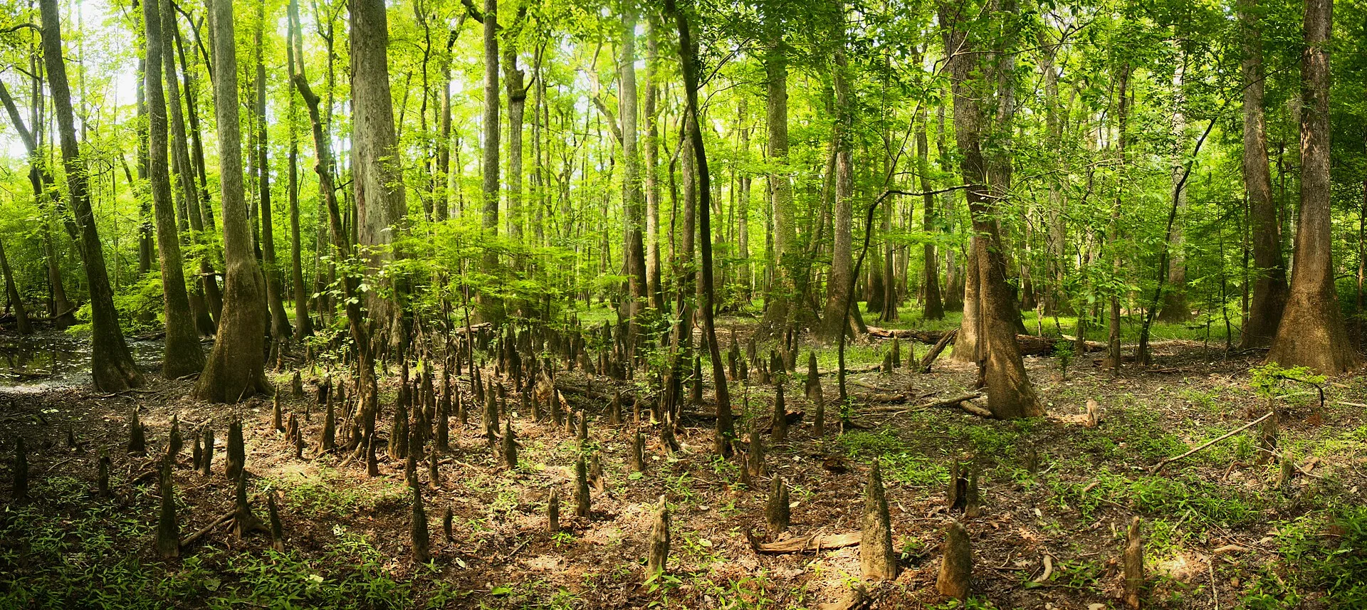 Cypress knees in Congaree National Park