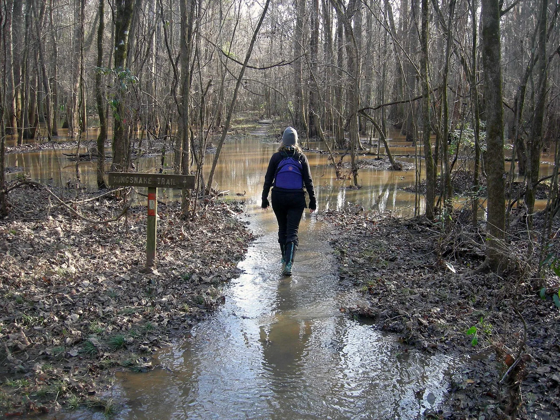 The flooded Kingsnake Trail in Congaree