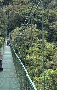 A hanging bridge crossing the cloud forest canopy in Monteverde