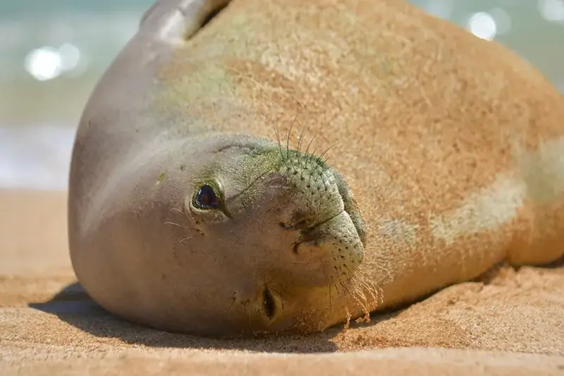 A Hawaiian monk seal resting on the sand at Poʻipū Beach