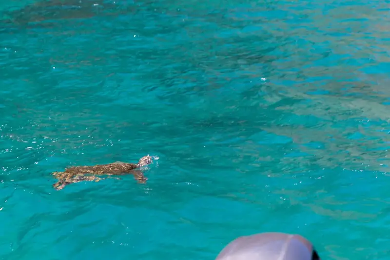 A green sea turtle swimming in clear turquoise water off the Na Pali coast