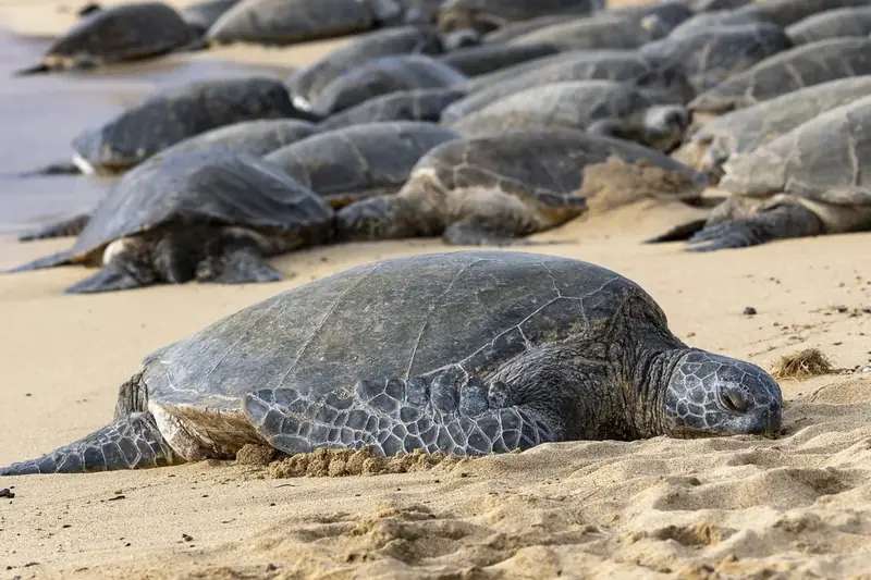 A green sea turtle resting on the sand at Poʻipū beach