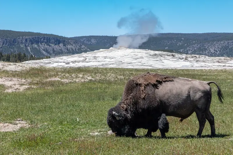 Old Faithful erupting with a bison in the foreground